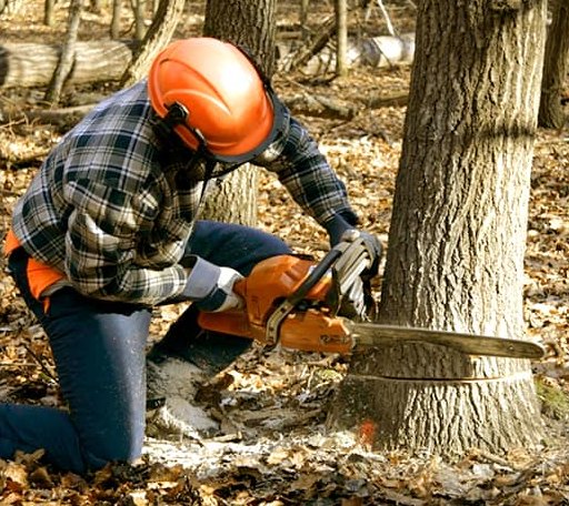 Tree Removal in Rhodell, WV